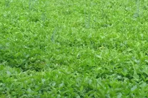 母猪半夏是什么样的植物呢,母猪半夏是多年生宿根草本植物插图4 母猪半夏是什么样的植物呢,母猪半夏是多年生宿根草本植物插图4