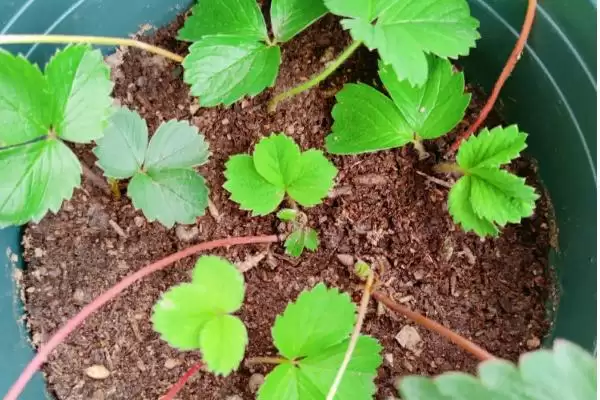 图片[2]-草莓长了匍匐茎还能开花吗，及时处理的话还可以开很多花-会东网