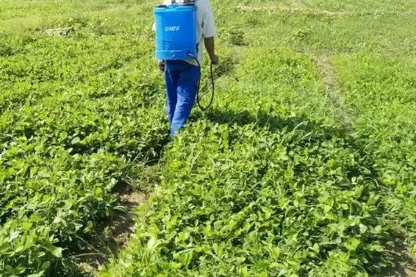 图片[8]-磷酸二氢钾叶面肥的使用方式 ,磷酸二氢钾叶面肥为何常喷施？-会东网