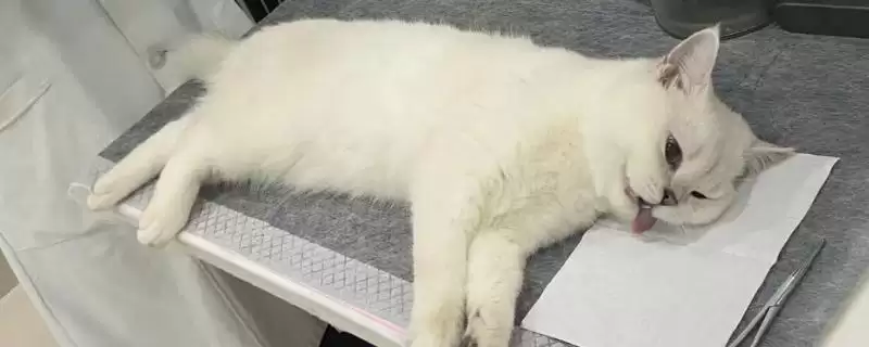 猫咪绝育前要做哪些准备 ,猫咪绝育前要确保不在发情期-会东网