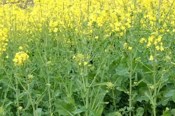 油菜籽高产品种有哪些,徽豪油26、华油杂50、陕油1209等品种的产量较高插图5 油菜籽高产品种有哪些,徽豪油26、华油杂50、陕油1209等品种的产量较高插图5