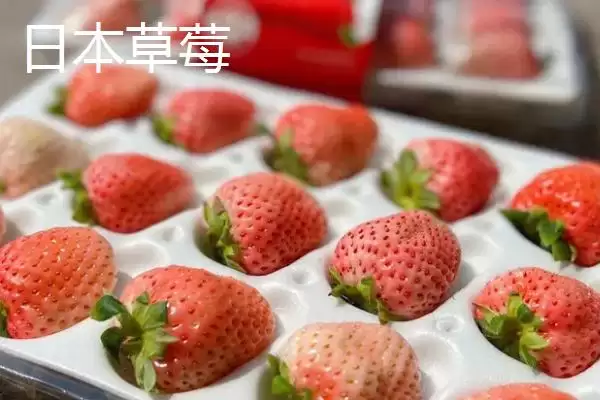 了解天价水果的方法和重点?认识天价水果要做好哪些细节?插图1 了解天价水果的方法和重点?认识天价水果要做好哪些细节?插图1