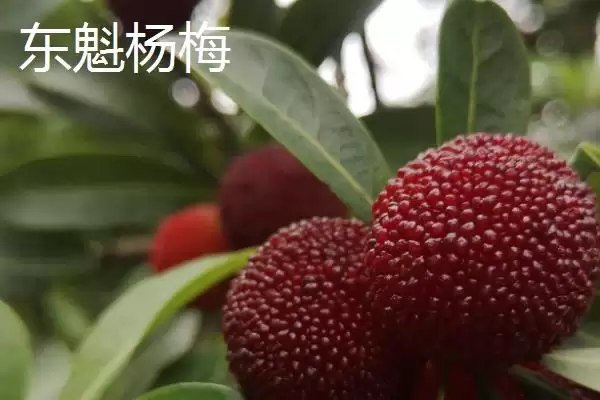 图片[6]-了解杨梅苗价格的方法和重点？了解杨梅苗价格要做好哪些细节？-会东网