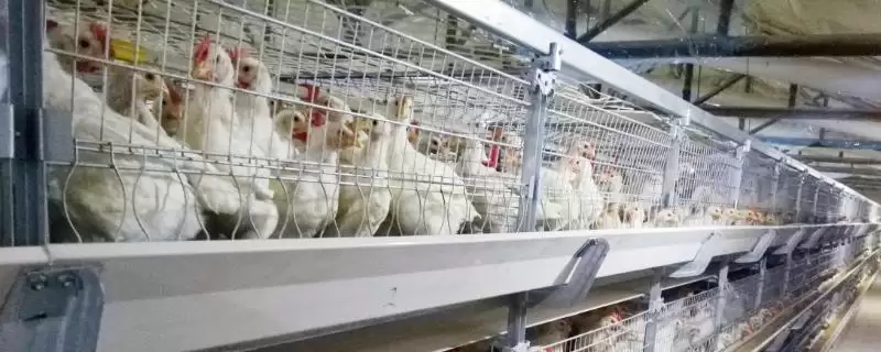 蛋鸡一天生多少个蛋,每天通常产1-2个蛋插图 蛋鸡一天生多少个蛋,每天通常产1-2个蛋插图