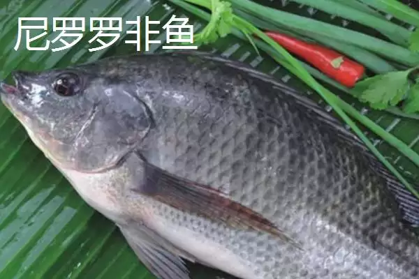 图片[3]-罗非鱼有哪些常见品种 ,罗非鱼的品种多如何培育而来-会东网