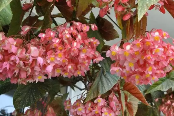 图片[3]-竹节海棠不开花的原因和解决要点？解决竹节海棠不开花需注意什么？-会东网