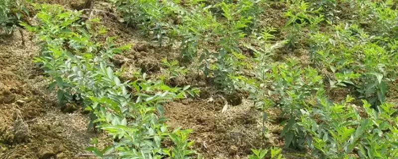 了解枣树繁殖方法的方法和重点？了解枣树繁殖方法要做好哪些细节？-会东网