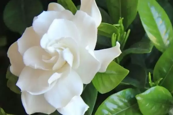 茉莉具有什么样的风水寓意呢 ,茉莉代表提升气运、招财聚财等风水寓意插图2 茉莉具有什么样的风水寓意呢 ,茉莉代表提升气运、招财聚财等风水寓意插图2