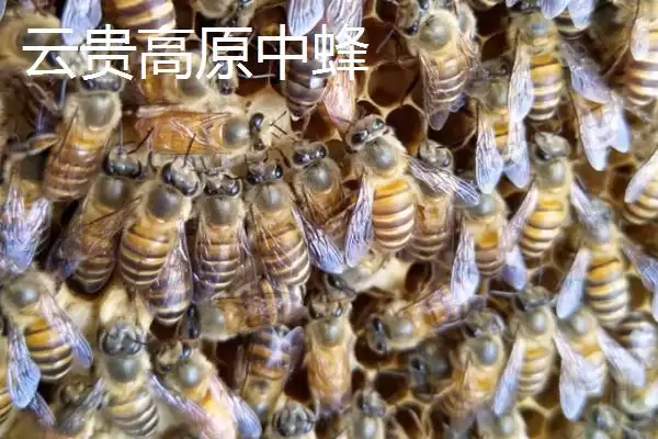 图片[7]-海南中蜂品种介绍，群势较小但具有较强的采集能力-会东网