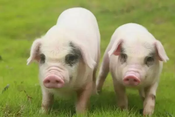 了解荣昌猪出名原因的方法和重点？养猪要做好哪些地方名种研究细节？插图3