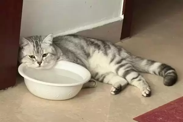 猫咪眼睛发炎有哪些明显症状 ,猫咪眼睛发炎会出现流眼泪现象插图3 猫咪眼睛发炎有哪些明显症状 ,猫咪眼睛发炎会出现流眼泪现象插图3