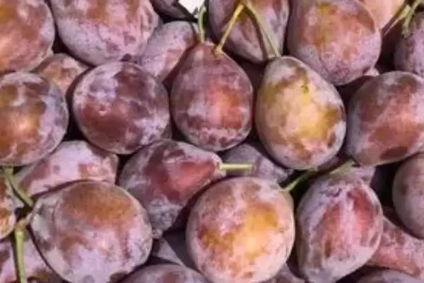 图片[2]-种植前景好的西梅品种和要点？种植西梅选种需关注哪些品种？-会东网