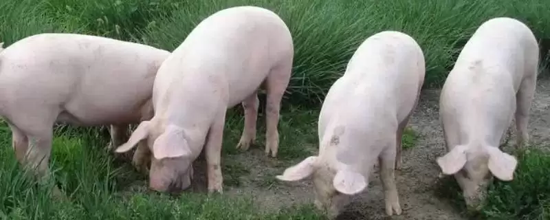 小母猪阉割作用及操作方法和重点?养猪要做好哪些阉割细节?-会东网