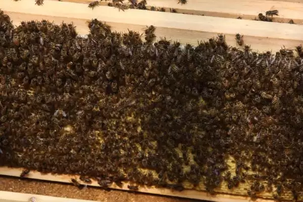 图片[5]-怎样刺激中蜂快速造脾，从温度、饲喂等方面着手-会东网