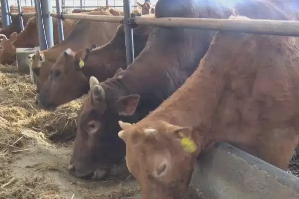 牛不打栏怎么办？骨粉、矿物质和微量元素来帮忙插图3