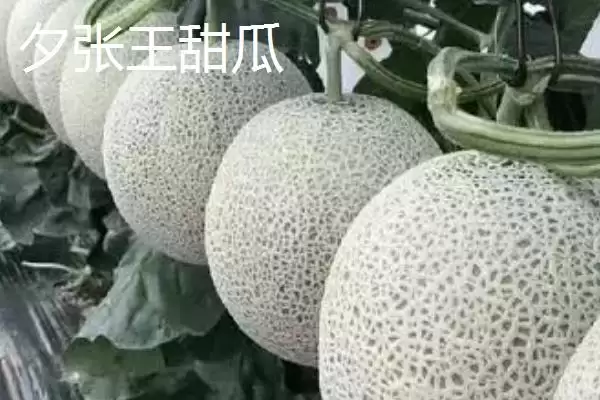 图片[11]-了解我国大陆地区最贵水果的方法和重点？认识大陆最贵水果要做好哪些细节？-会东网