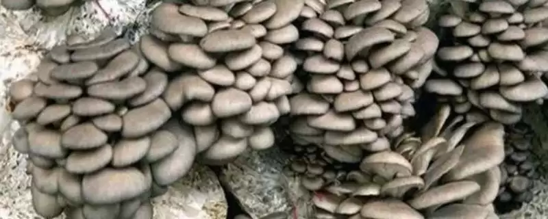平菇出菇期管理秘籍：调节温度和湿度的关键要点-会东网