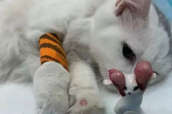 猫咪得了黑下巴该怎么治疗 ,猫咪黑下巴需注重日常清洁插图3