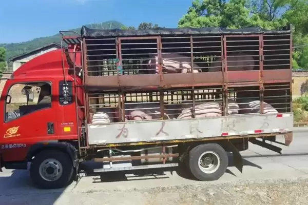 生猪长途运输的方法和重点？养猪要做好哪些运输注意细节？插图7