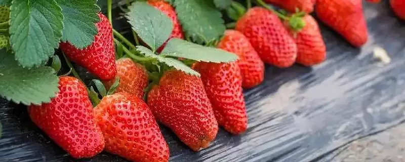 草莓种子的种植方法，在5-6月的成熟果实中采种-会东网