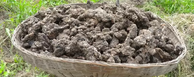 了解猪苓价格的方法和重点?养猪与中药材产业有哪些关联细节?-会东网