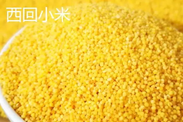 图片[2]-山西阳泉的特产，连翘茶是当地的特色茶种-会东网