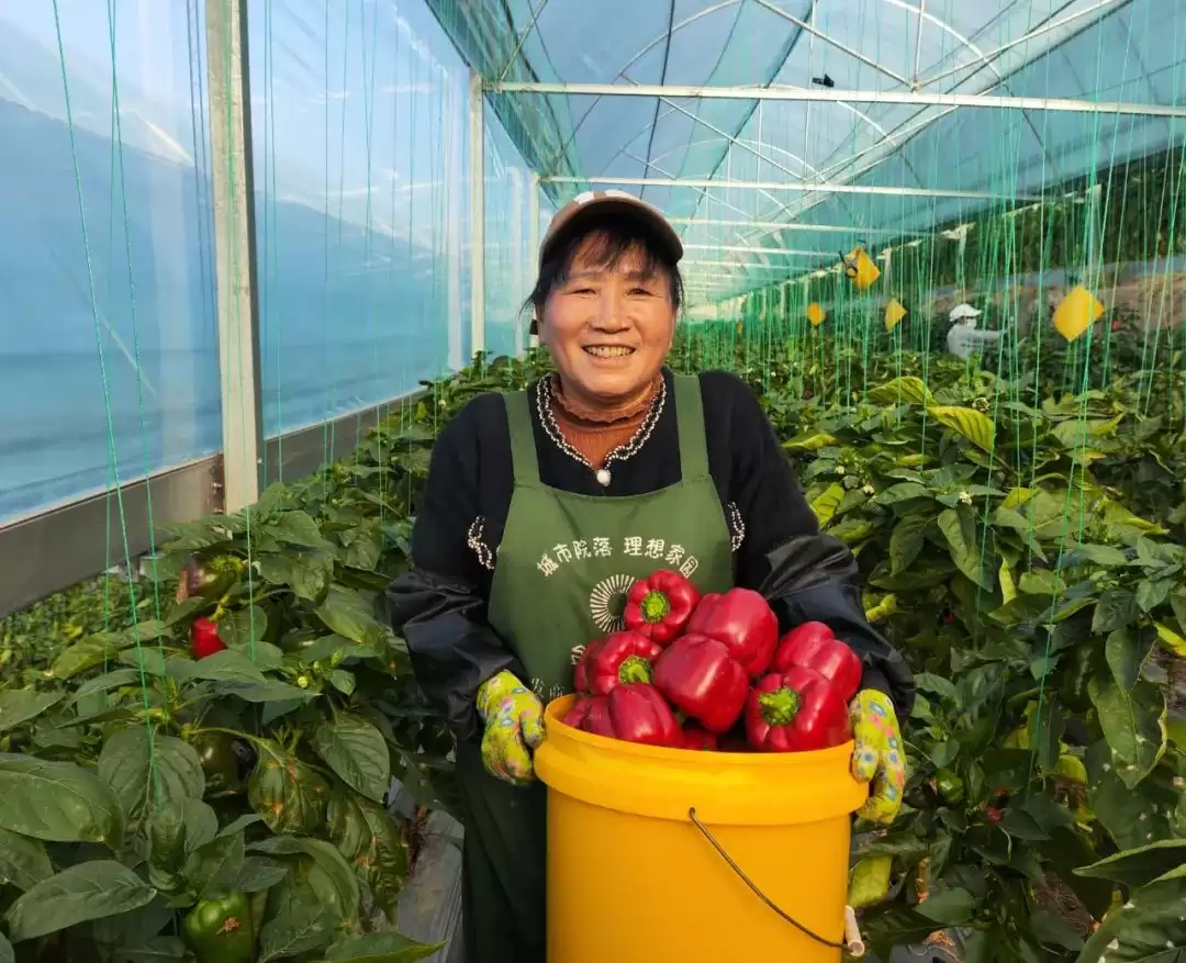会东鱼山大棚蔬菜示范基地辣椒丰收，家门口就业圈助力移民增收插图3