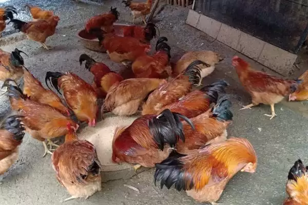 防治鸡痘的方法和重点?养鸡要做好哪些疫病防控措施?插图1 防治鸡痘的方法和重点?养鸡要做好哪些疫病防控措施?插图1