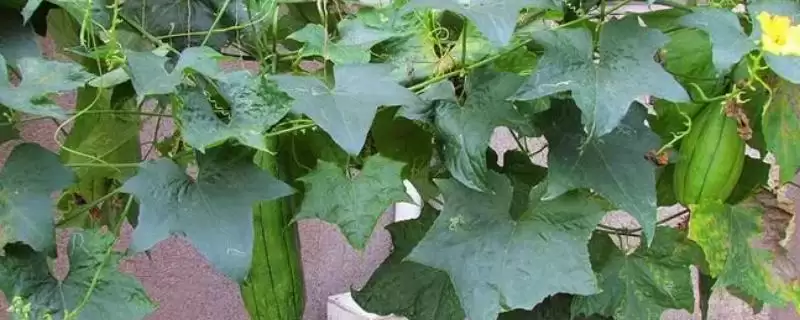 种植丝瓜的方法和重点?种丝瓜要做好哪些细节?(2)-会东网