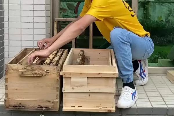 如何进行人工分蜂,可向新蜂群中介入优质的开产蜂王插图1 如何进行人工分蜂,可向新蜂群中介入优质的开产蜂王插图1