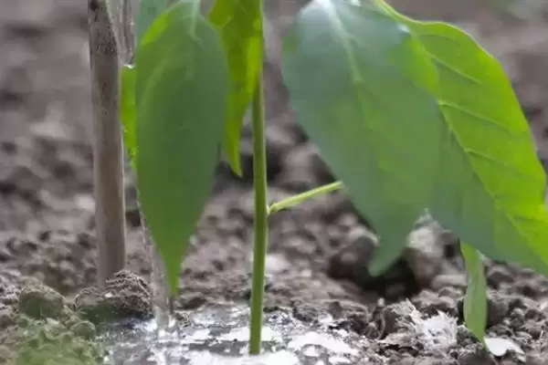 辣椒适龄壮苗的生育期 ,辣椒春季育苗为何需 70-100 天?插图6 辣椒适龄壮苗的生育期 ,辣椒春季育苗为何需 70-100 天?插图6