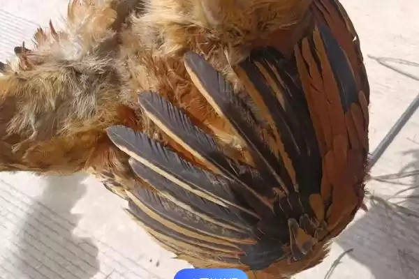 计算散养土鸡成本的方法和重点?养鸡要做好哪些成本核算?插图12 计算散养土鸡成本的方法和重点?养鸡要做好哪些成本核算?插图12