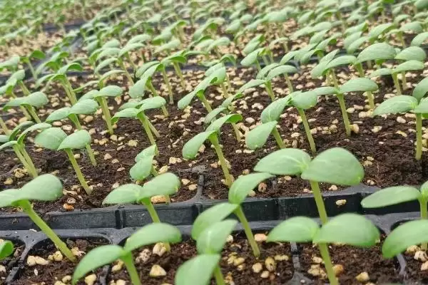 香瓜育苗期管理方法的方法和重点?香瓜育苗期管理要做好哪些细节?插图1 香瓜育苗期管理方法的方法和重点?香瓜育苗期管理要做好哪些细节?插图1
