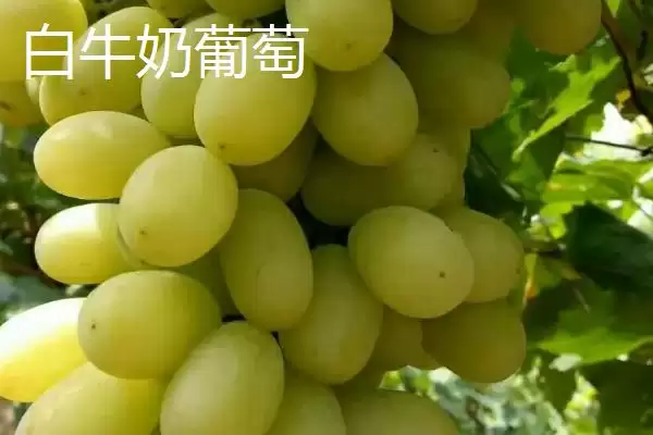 葡萄种类分类揭秘：酿酒系列和鲜食系列的特点对比插图5