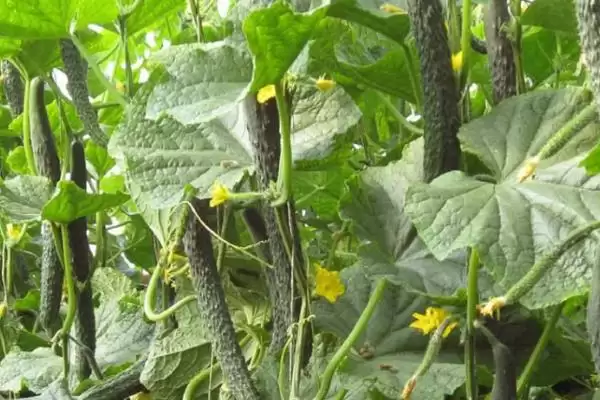 让黄瓜连续结瓜的方法和重点？种黄瓜要做好哪些细节？插图2