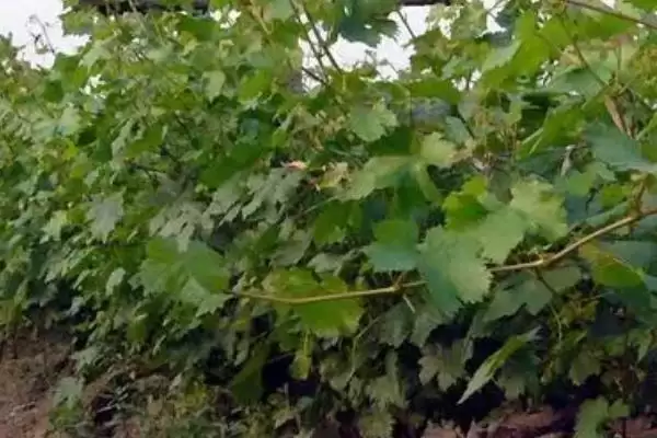 葡萄树冬季防寒攻略:培土、缠膜、喷药等的实用技巧插图2 葡萄树冬季防寒攻略:培土、缠膜、喷药等的实用技巧插图2