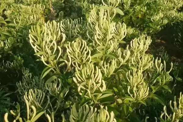 金银花的种植条件 ,金银花对种植土壤有何要求插图3