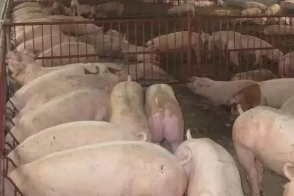 处理猪舍潮湿问题的方法和重点？养猪要做好哪些养殖环境优化细节？插图4