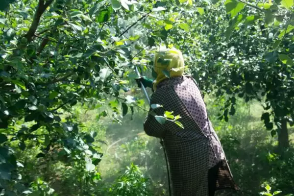苹果树施肥要点，秋季要早施基肥、旺长树要重施磷钾肥插图4
