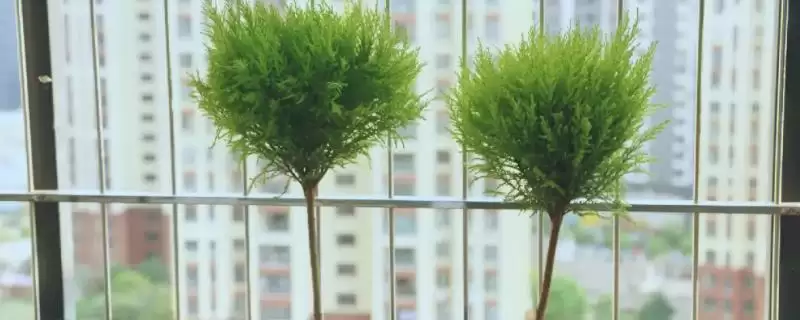 如何养香松？养护香松要掌握哪些关键的养护技巧和要点？-会东网