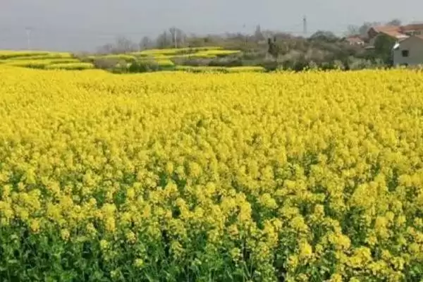 油菜种植区肥料技巧,根据土壤肥力条件来施肥插图3 油菜种植区肥料技巧,根据土壤肥力条件来施肥插图3
