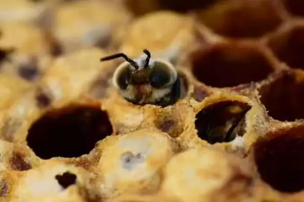 蜂螨如何产生,可交配繁殖或寄生在蜜蜂身上插图2 蜂螨如何产生,可交配繁殖或寄生在蜜蜂身上插图2