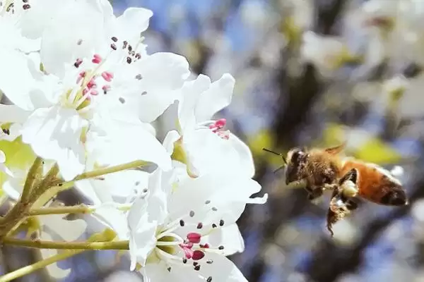 图片[2]-蜜蜂是怎样采蜜的，采蜜是极其复杂的过程-会东网