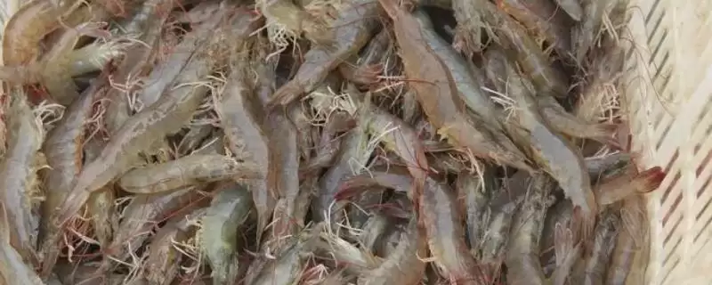 南美白对虾和中国对虾的差异大揭秘:外形和分布的不同之处-会东网