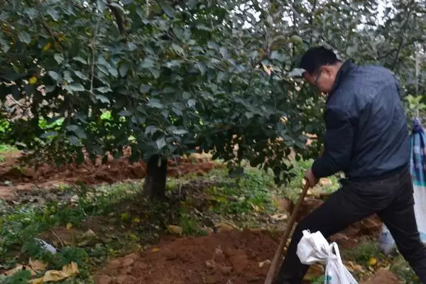 苹果树施肥要点，秋季要早施基肥、旺长树要重施磷钾肥插图3