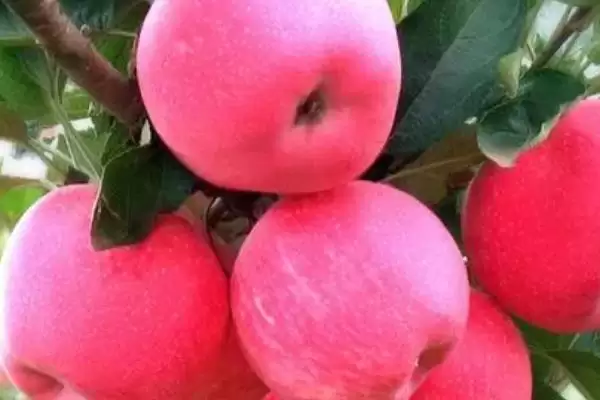 烟富苹果树苗有什么品种,以下4种比较常见插图8 烟富苹果树苗有什么品种,以下4种比较常见插图8