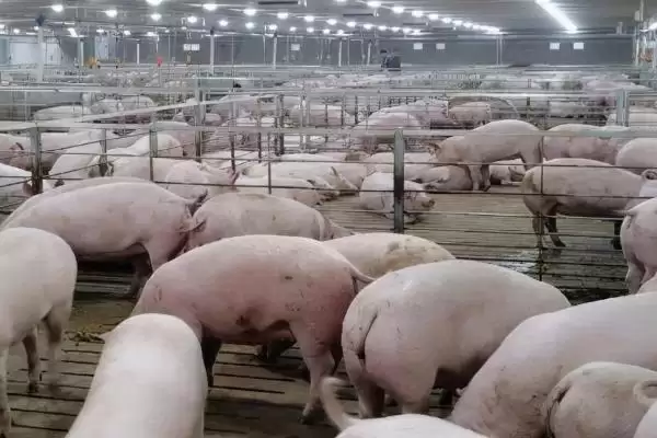 处理猪拉稀不吃食问题的方法和重点?养猪要做好哪些疾病应对细节?插图2 处理猪拉稀不吃食问题的方法和重点?养猪要做好哪些疾病应对细节?插图2