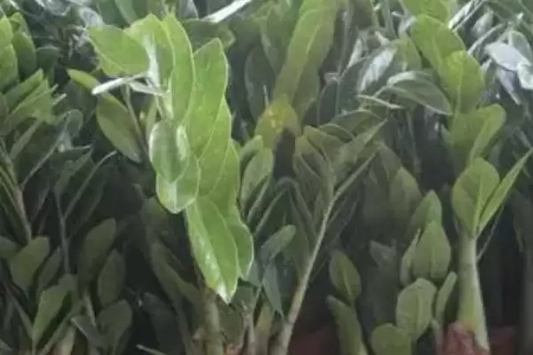 金钱树冬天的养护方式 ,金钱树冬天该怎么进行养护插图3