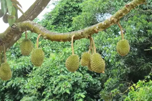 图片[5]-榴莲的价格影响因素 ,榴莲价格受地区季节影响如何？-会东网