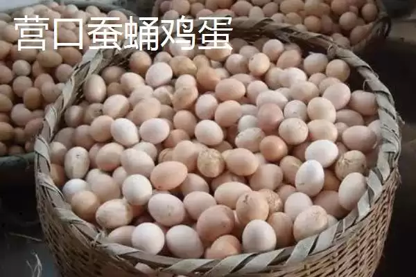 了解我国鸡蛋产地分布的方法和重点?养鸡要做好哪些产地关联?插图6 了解我国鸡蛋产地分布的方法和重点?养鸡要做好哪些产地关联?插图6